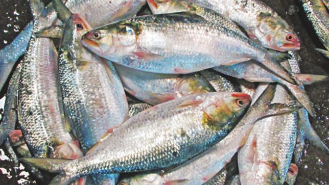 Padma Hilsa Arrives in Tripura Ahead of Durga Puja