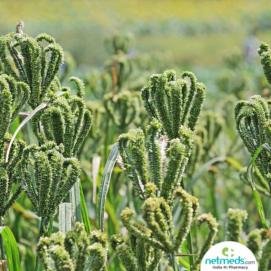 Types of Millets and It’s Importance