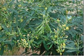 Cultivation of Arhar Dal at Agriculture College of Tripura