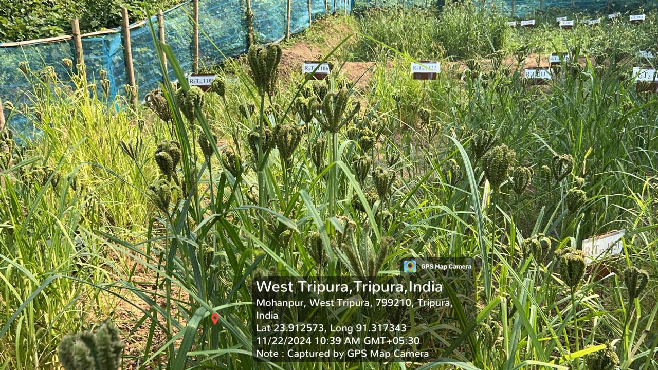 Cultivation Techniques of Finger Millet (Eleusine coracana L.)