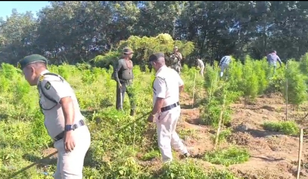 2.25 lakh illegal marijuana plants destroyed in Sonamura drive