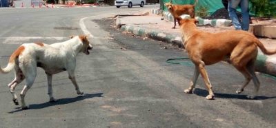 Kerala Minister Terms Supreme Court’s Stray Dog Removal Order ‘Impractical’
