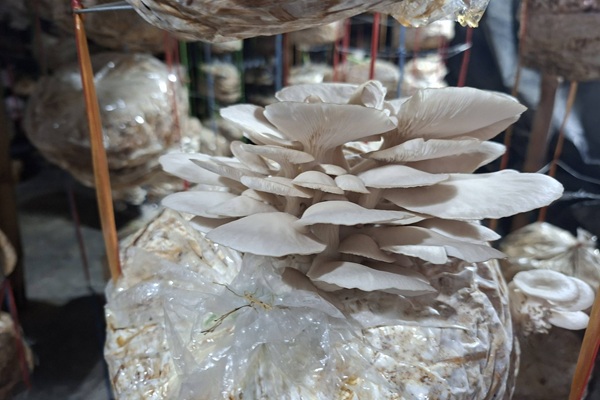 Tripura plans state-of-the-art mushroom spawn unit