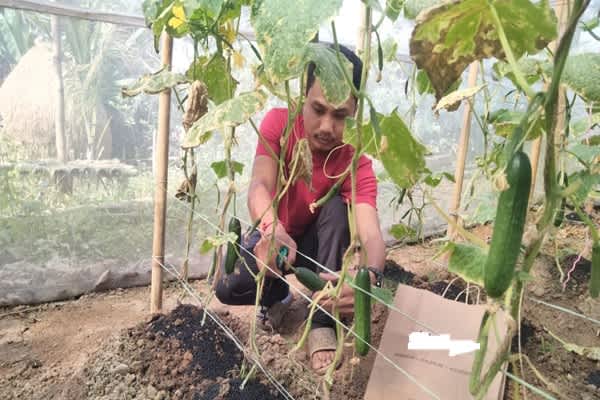 Kalyanpur Tribal Youth Excels in Polyhouse Cucumber Farming