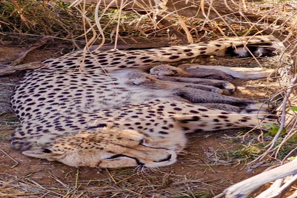 India’s Cheetah Population Crosses 50 as Jwala Gives Birth to Five Cubs