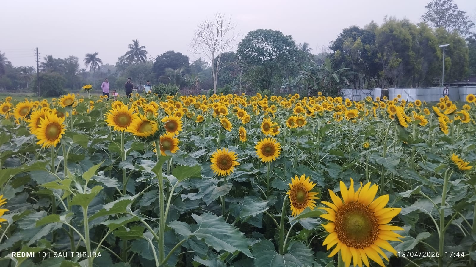 Sunflower Orchard in Charilam Becomes Viral Hotspot