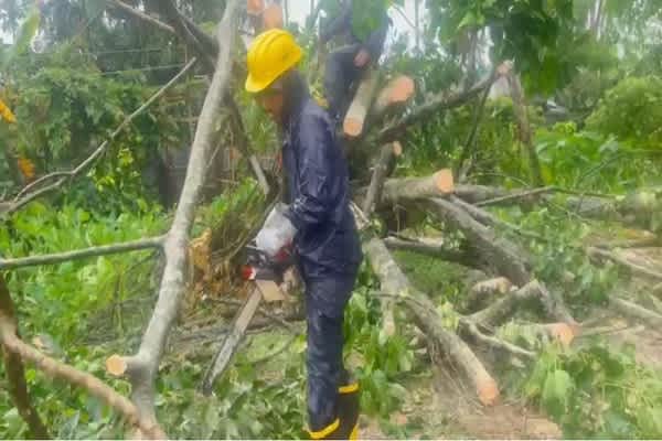 Tree Fall Disrupts Traffic on Assam–Agartala Route