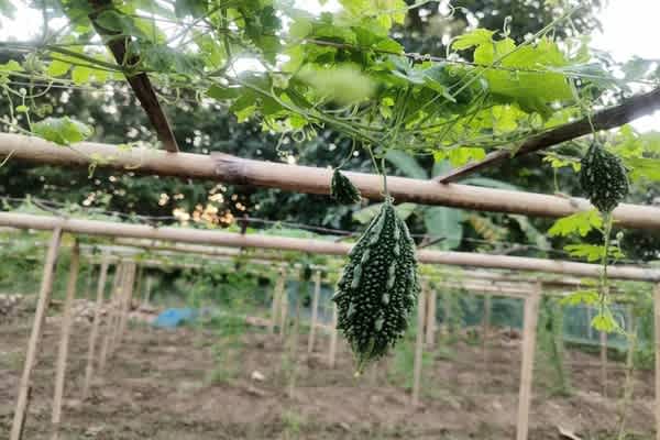 Dhruva 81 Boosts Bitter Gourd Yields, Returns in Kalyanpur
