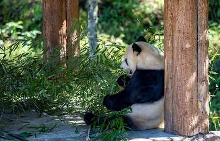 China's panda diplomacy losing its charm as global interest wanes: Report
