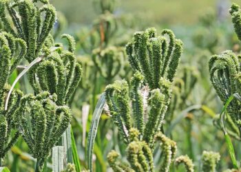 Types of Millets and It’s Importance