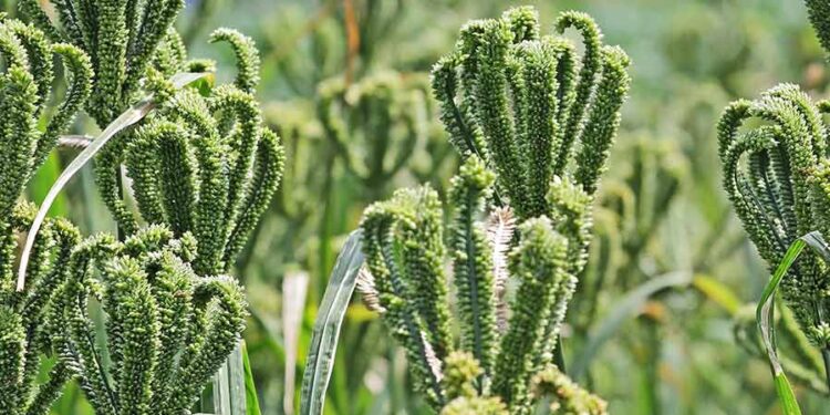 Types of Millets and It’s Importance