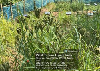 Cultivation Techniques of Finger Millet (Eleusine coracana L.)