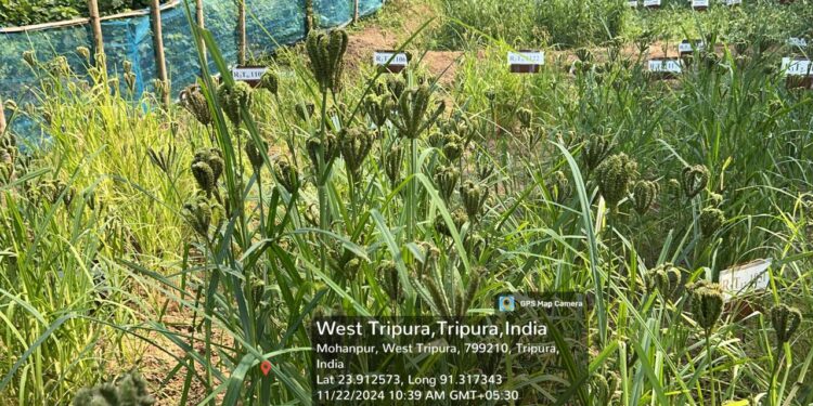 Cultivation Techniques of Finger Millet (Eleusine coracana L.)