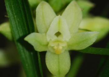 70 Orchid Species Documented in Assam’s Kaziranga National Park