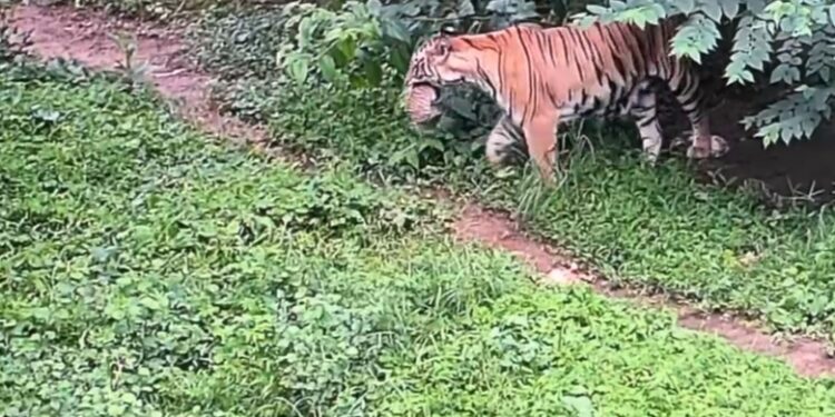 Three Tiger Cubs Born at Sepahijala Zoo in Tripura, Minister Hails Ecological Milestone