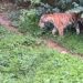 Three Tiger Cubs Born at Sepahijala Zoo in Tripura, Minister Hails Ecological Milestone