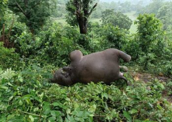 Wild Elephant Killed by Lightning in Tripura’s Mungiakami Region
