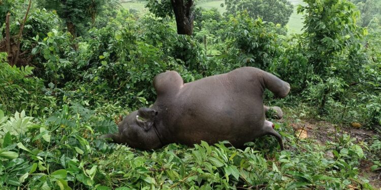 Wild Elephant Killed by Lightning in Tripura’s Mungiakami Region