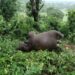 Wild Elephant Killed by Lightning in Tripura’s Mungiakami Region
