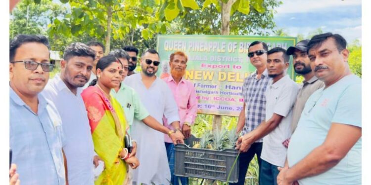 Bishalgarh Pineapples Reach Delhi in Landmark Export for Tripura