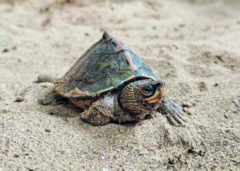 Year-Long Scientific Turtle Study Begins at Kalyan Sagar in Udaipur