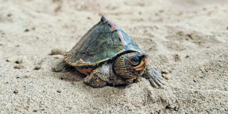 Year-Long Scientific Turtle Study Begins at Kalyan Sagar in Udaipur