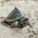 Year-Long Scientific Turtle Study Begins at Kalyan Sagar in Udaipur