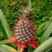 Taidu Pineapples Reach New Delhi: 1,200 Queen Variety Exported Under Organic Mission