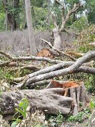 Massive Illegal Felling of Teak Trees in Sonamura Reserve Forest Sparks Outrage