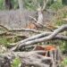 Massive Illegal Felling of Teak Trees in Sonamura Reserve Forest Sparks Outrage
