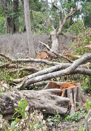 Massive Illegal Felling of Teak Trees in Sonamura Reserve Forest Sparks Outrage