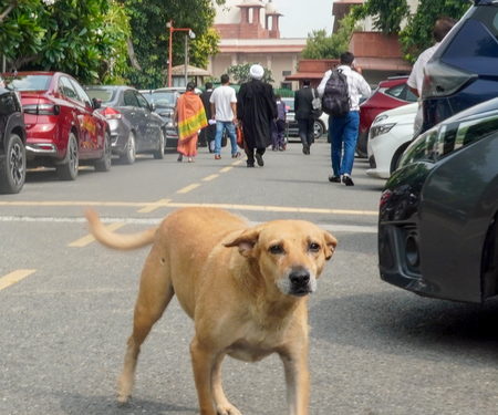 Supreme Court Eases Blanket Ban on Stray Dogs in Delhi-NCR, Orders Regulated Release and Feeding Zones