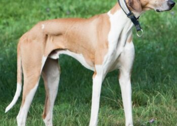 BSF Tripura Inducts Indian Breed Rampur Hounds into Canine Squad