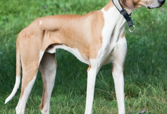 BSF Tripura Inducts Indian Breed Rampur Hounds into Canine Squad