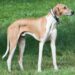 BSF Tripura Inducts Indian Breed Rampur Hounds into Canine Squad
