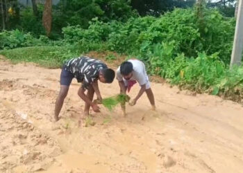 Villagers Plant Paddy on Dilapidated Road in Tripura’s Khowai District to Protest Neglect