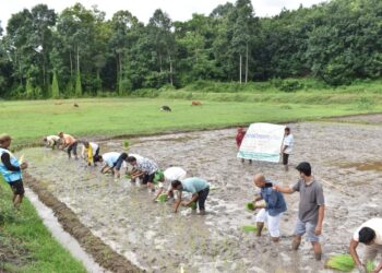 IGP Ramesh Reddy Joins Paddy Transplantation Drive in Tripura to Support Farmers