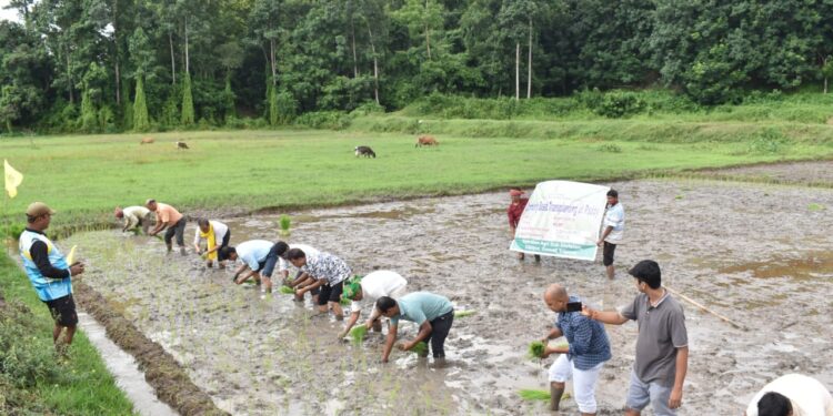 IGP Ramesh Reddy Joins Paddy Transplantation Drive in Tripura to Support Farmers