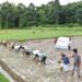 IGP Ramesh Reddy Joins Paddy Transplantation Drive in Tripura to Support Farmers