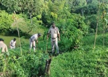 Jatrapur Police Seize 8 Kg Cannabis, Destroy 2 Lakh Saplings in Major Operation