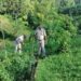 Jatrapur Police Seize 8 Kg Cannabis, Destroy 2 Lakh Saplings in Major Operation