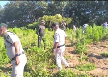 2.25 lakh illegal marijuana plants destroyed in Sonamura drive