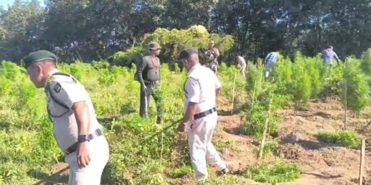 2.25 lakh illegal marijuana plants destroyed in Sonamura drive