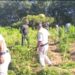 2.25 lakh illegal marijuana plants destroyed in Sonamura drive