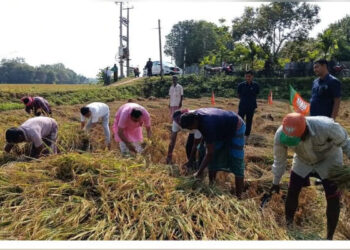 Minister Kishor Barman Helps Farmers Harvest Paddy Before Wedding