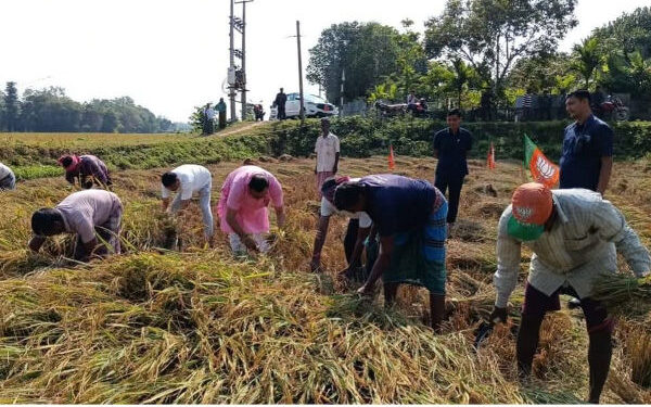 Minister Kishor Barman Helps Farmers Harvest Paddy Before Wedding