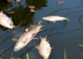 Fish deaths at College Tilla Lake spark ecological concern