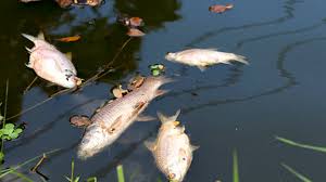 Fish deaths at College Tilla Lake spark ecological concern