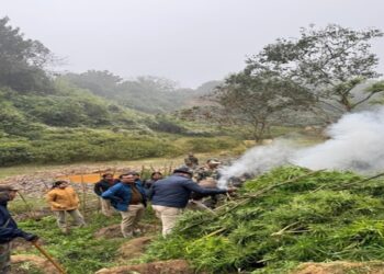Security forces destroy Rs 108 cr ganja plants in Tripura drive