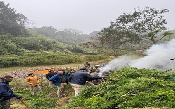 Security forces destroy Rs 108 cr ganja plants in Tripura drive